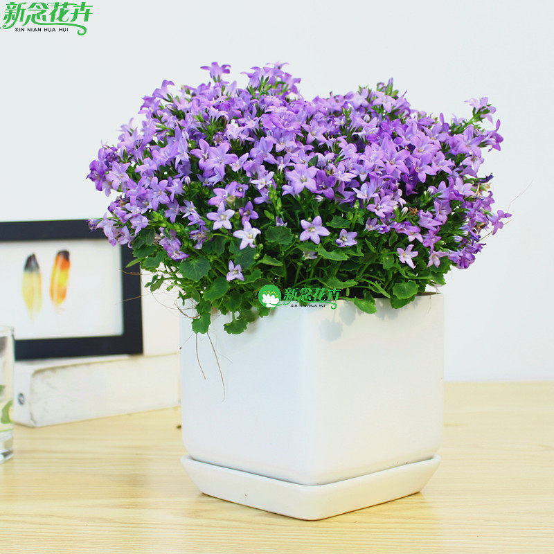 新念 风铃草盆栽卧室桌面阳台小型植物好养易活开花植物