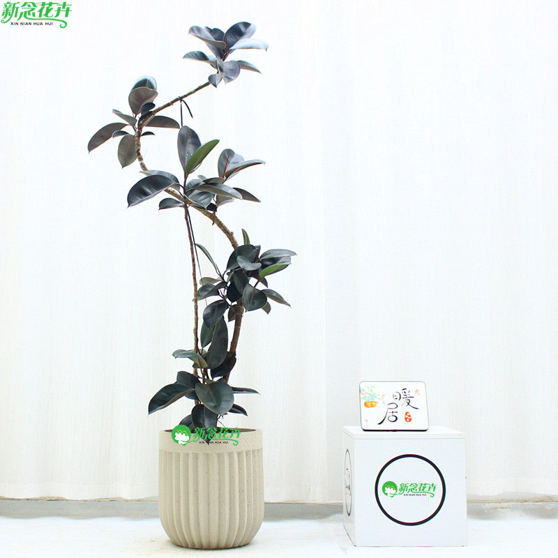 造型黑金刚橡皮树盆栽大型室内客厅观叶植物庭院阳台花卉网红绿植