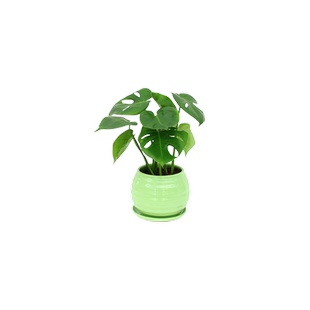 龟背竹水培鲜切枝客厅植物净化空气仙洞龟背水养桌面绿植