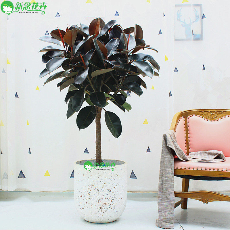 大型橡皮树盆栽 又名黑金刚 除甲醛净化空气绿植阳台室内植物