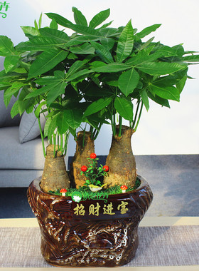发财树盆景绿色植物办公室植物开业乔迁佳品绿植盆栽
