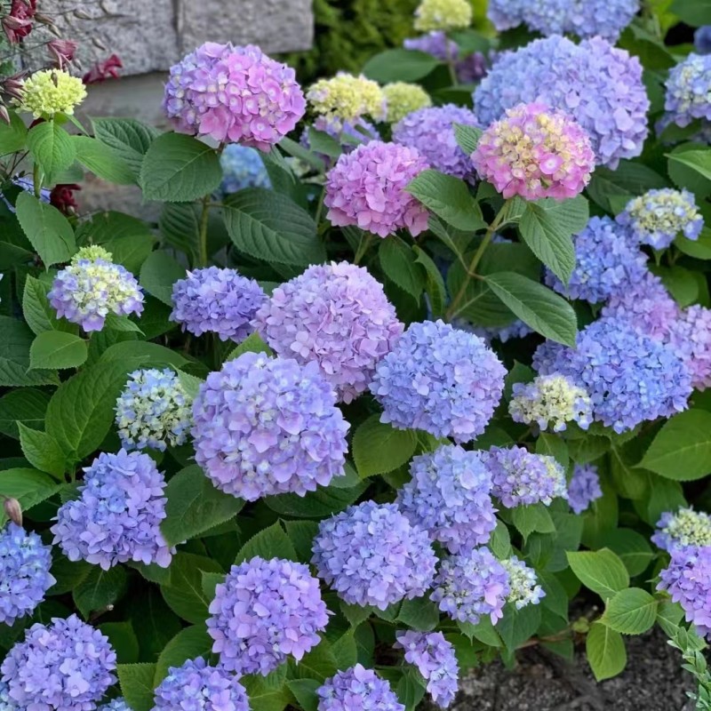 绣球花苗阳台庭院无尽夏