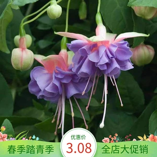 重瓣倒挂金钟花苗单瓣宝莲灯笼花阳台植物四季 开花好养耐寒多年生