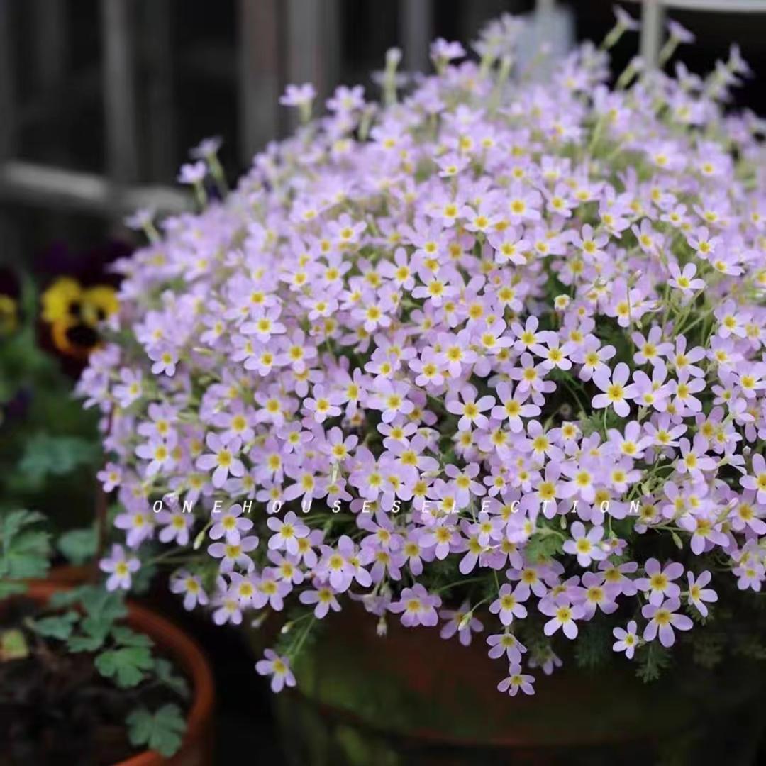 耐寒报春花阳台盆栽地栽花期长