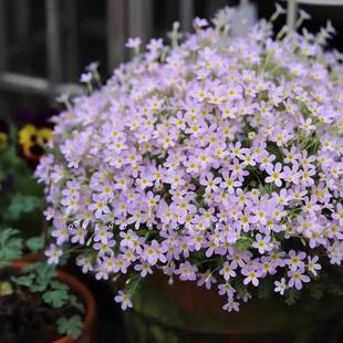 安徽羽叶报春花陕西羽叶报春花量大耐寒阳台盆栽庭院好养护花期长