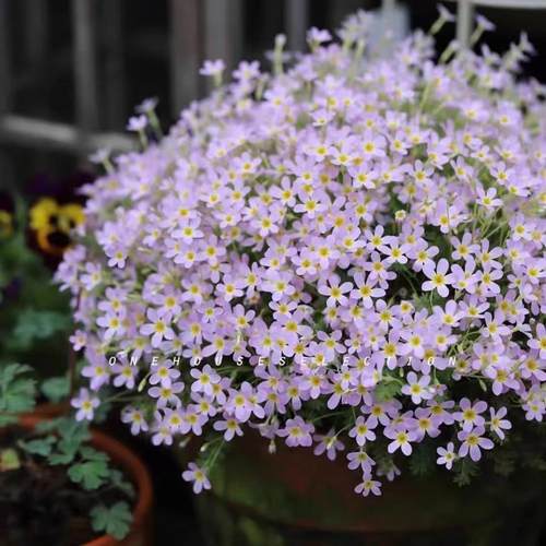 耐寒报春花阳台盆栽地栽花期长