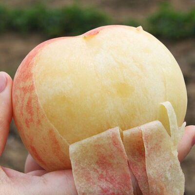 春雪水蜜桃水蜜桃3斤新鲜水果