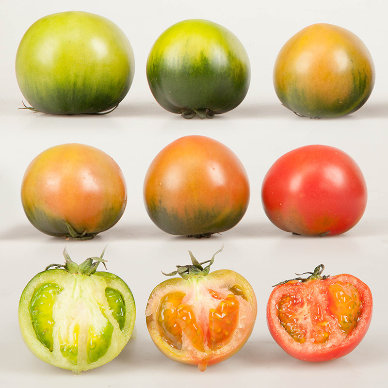 溪味道辽宁新鲜应季水果铁皮柿子5斤东北草莓柿子自然熟绿腚番茄