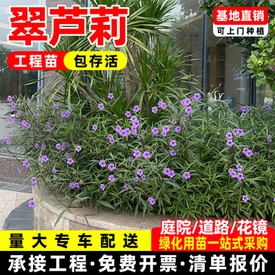 紫花翠芦莉花苗淡雅绿化小苗