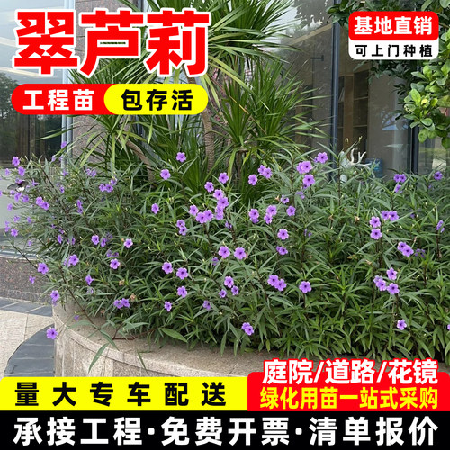 紫花翠芦莉花苗淡雅绿化小苗