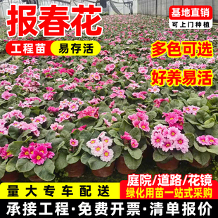 成都报春花盆栽花苗欧洲花卉重瓣冬季耐寒开花带花苞道路节日摆放