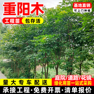 秋枫树苗重阳木树红桐茄冬树苗道路庭院绿化树苗抗风四季常绿耐寒