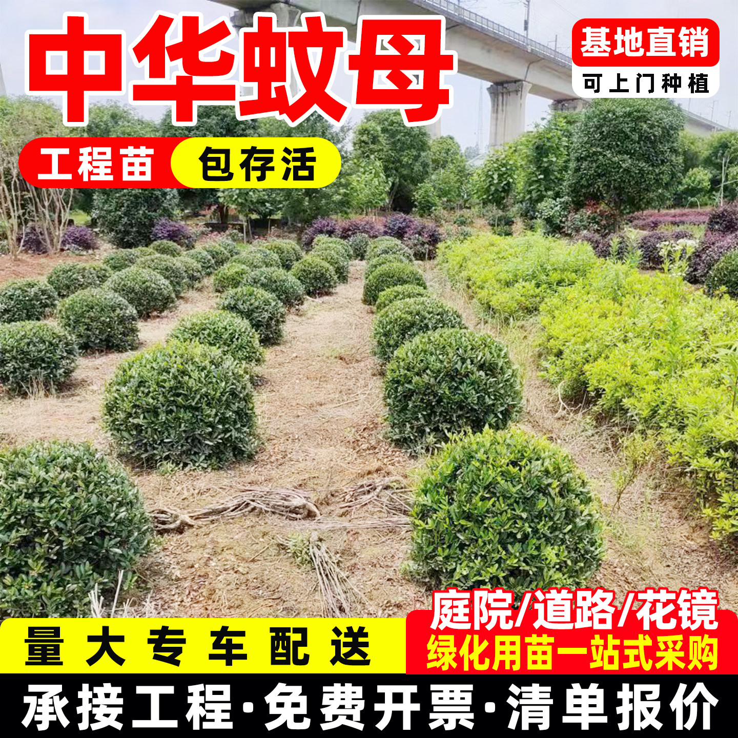 中华蚊母树苗园林绿化工程苗木耐旱庭院四季常青绿篱灌木小叶文母