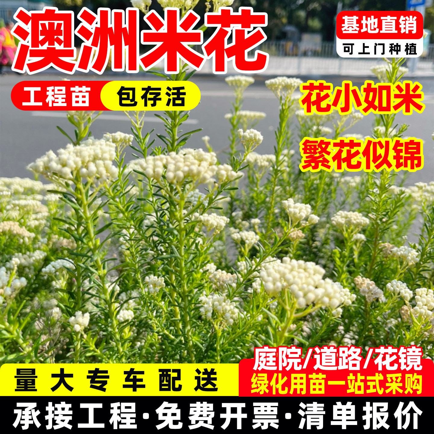 澳洲米花树盆栽庭院阳台花苗多年生常绿灌木花卉易养白色花镜植物