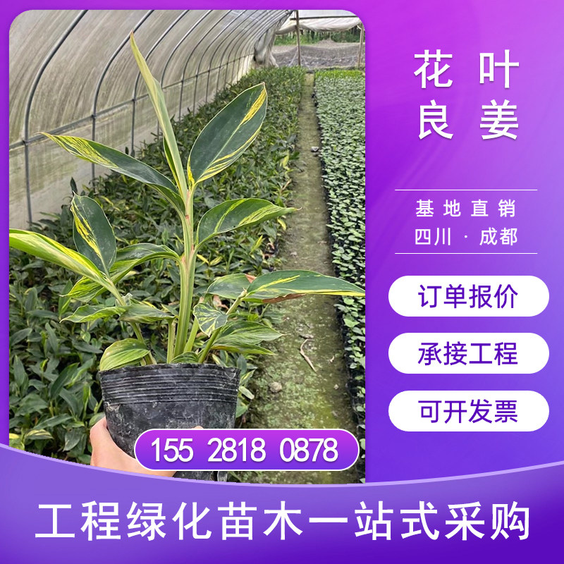 花叶良姜苗艳山姜彩叶姜斑纹月桃苗花叶艳山姜别墅花园绿化苗成都