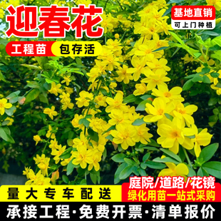 迎春花树苗盆景高杆探春花庭院盆栽攀援爬藤垂吊类花卉报春花植物