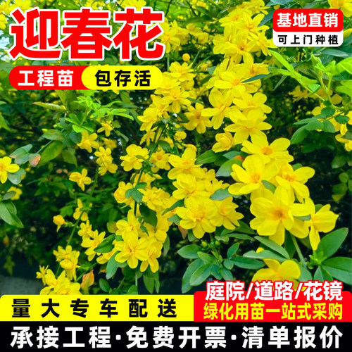 迎春花树苗盆景高杆探春花庭院盆栽攀援爬藤垂吊类花卉报春花植物