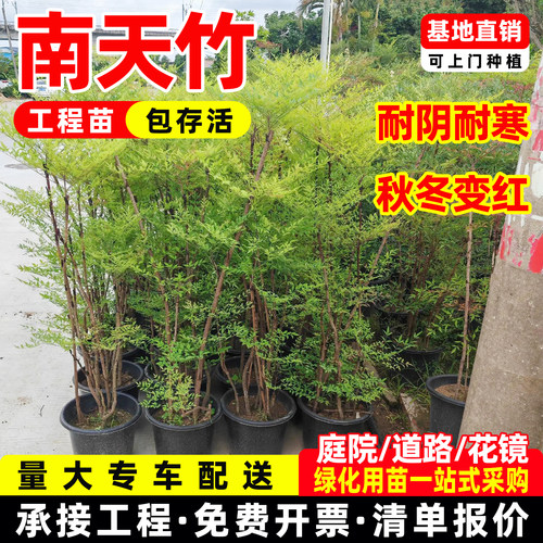 南天竹火焰红树苗室内老桩盆景庭院观叶花卉绿植红耐寒绿化工程苗