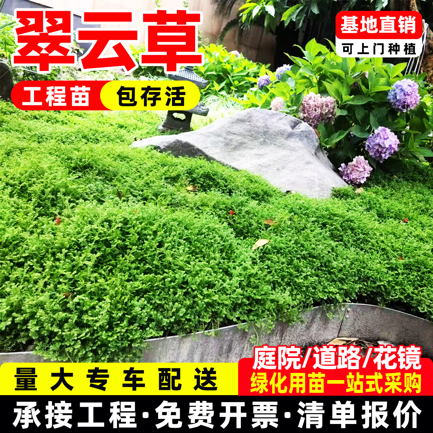翠云草盆栽绿地球常绿情人草珊瑚蕨绿植耐阴庭院造景植物成都基地