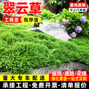 翠云草盆栽绿地球常绿情人草珊瑚蕨绿植耐阴庭院造景植物成都基地
