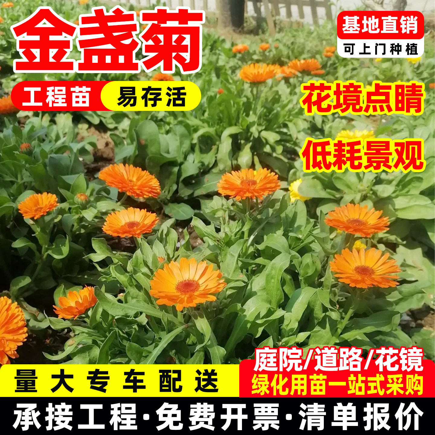 金盏菊成品盆栽花苗多年生宿根花镜植物花园阳台耐热耐晒耐寒花籽