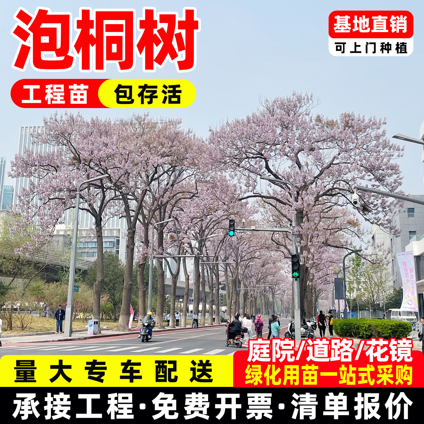 泡桐树苗速生紫花泡桐树泡桐种根梧桐树庭院道路风景树耐寒耐旱图片