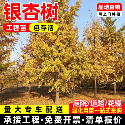 南北方种植庭院遮阳金叶大树