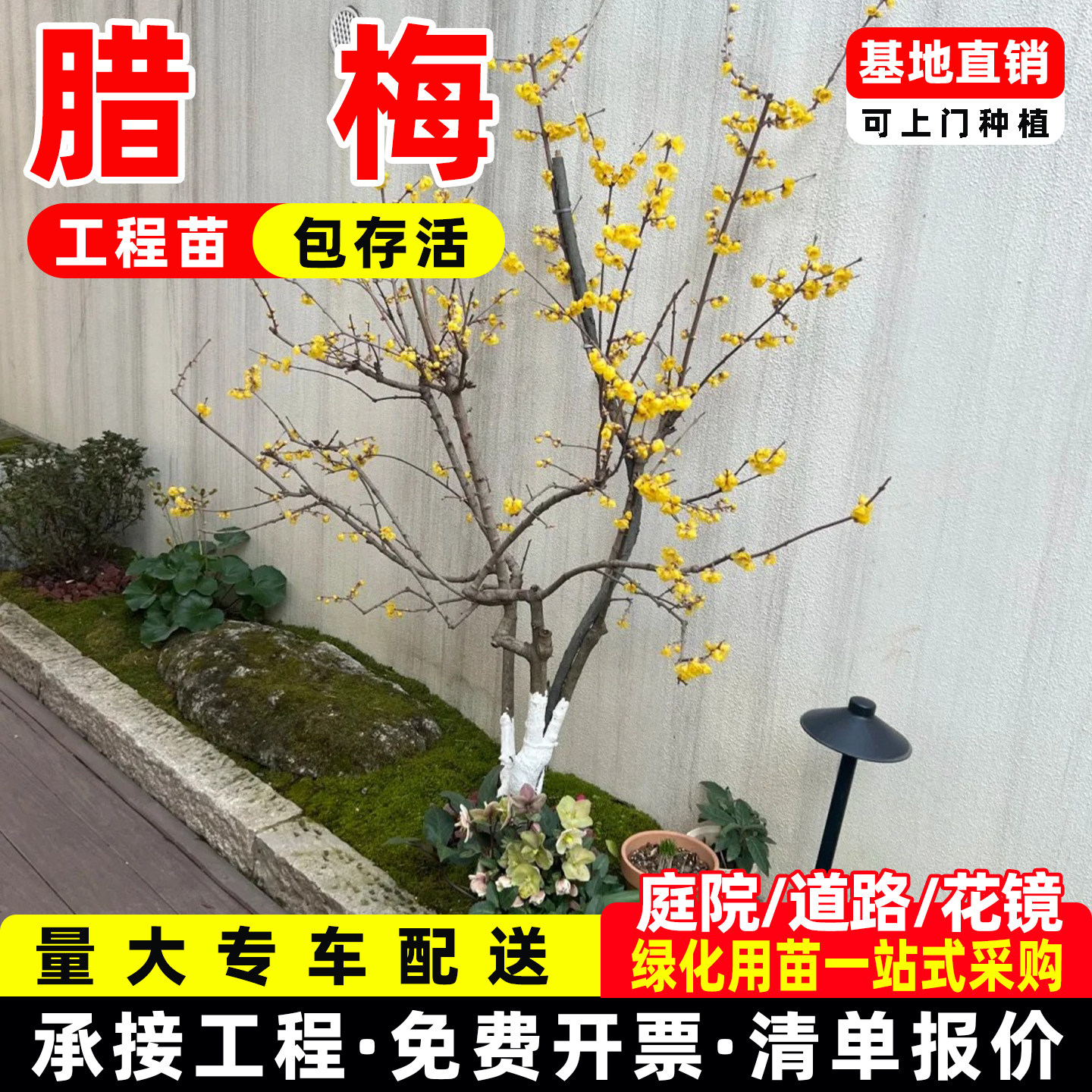 腊梅花树苗地载盆栽丛生庭院风景树梅矮化老桩耐寒红原生素心蜡梅
