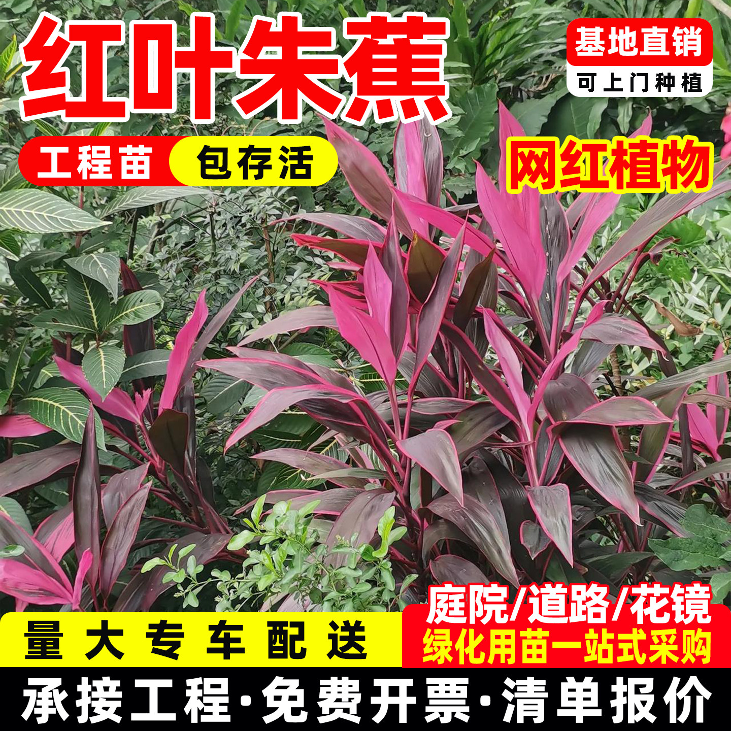 成都红叶朱焦苗 红铁红竹 紫叶富贵竹 水培庭院花卉植物树苗盆栽