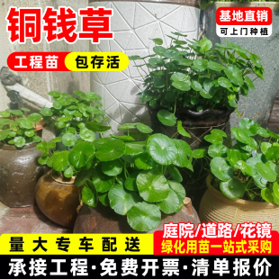 铜钱草盆栽金钱草地弹花中华天胡荽带叶土培水培植物绿植工程苗