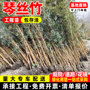 琴丝竹四季常青小叶竹子苗庭院别墅耐寒好养易活造景地栽绿化苗木