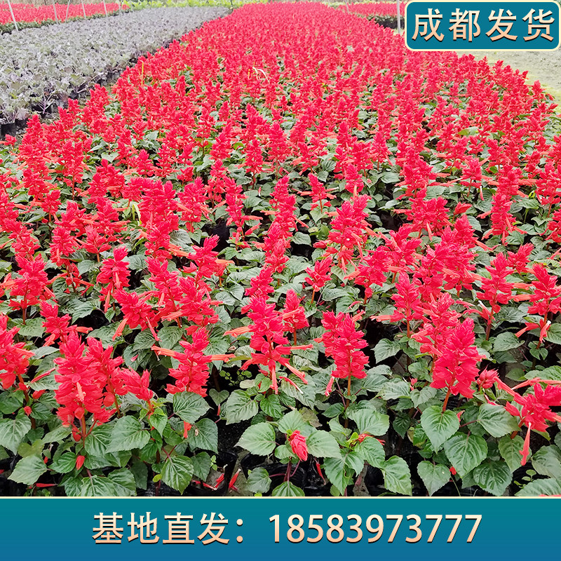 一品红盆栽四季开花一串红炮仗花新年花卉阳台观赏花圣诞花庭院