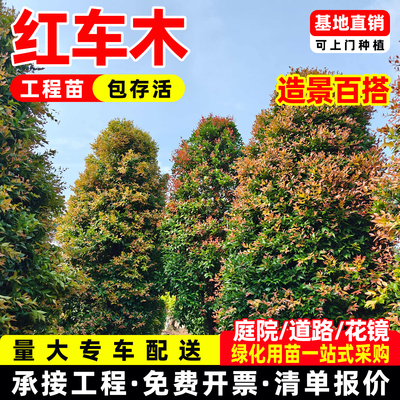 红车树苗庭院阳台花园绿植物红鳞蒲桃绿化风景树木绿篱笆四季常青