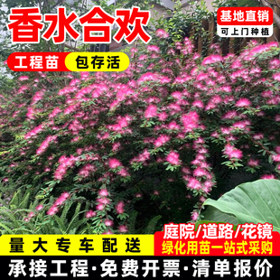 香水合欢细叶银叶金合欢苗粉花庭园盆栽造景植物花卉绿化行道树苗