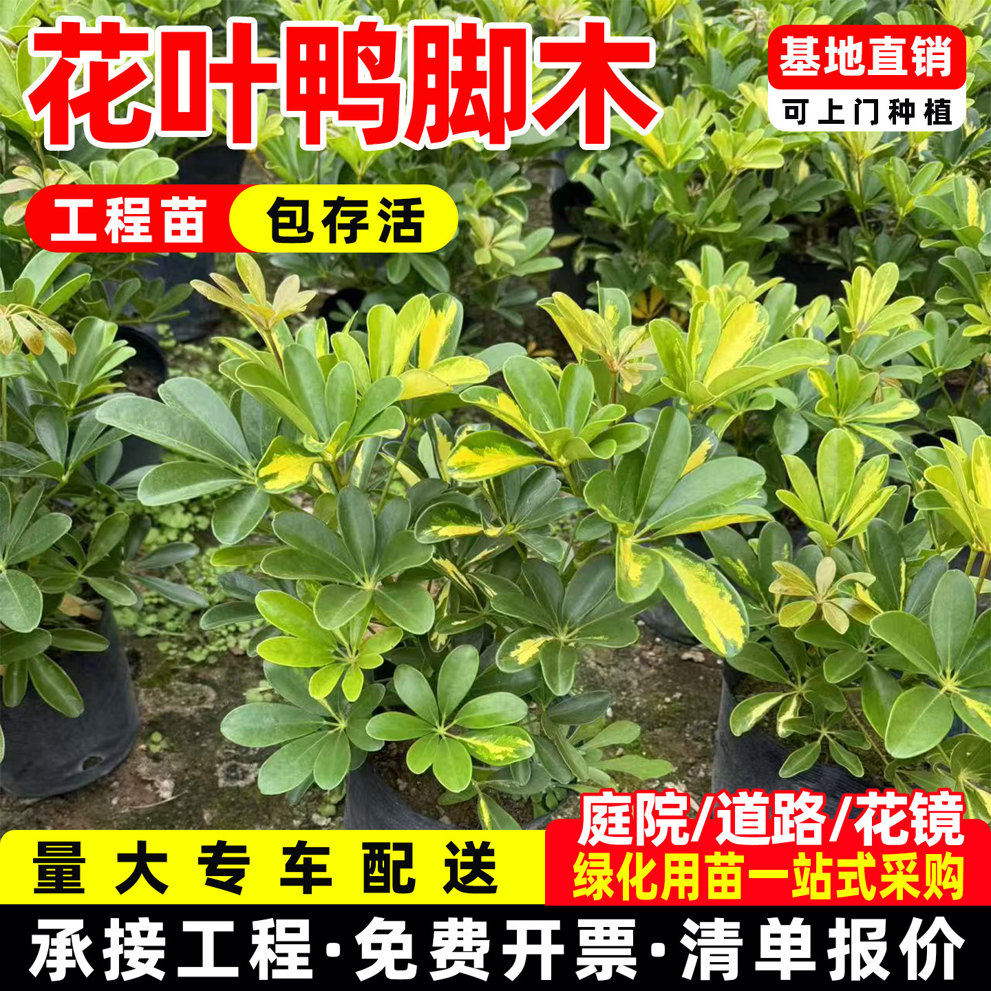 花叶鸭掌木盆栽老桩鸭脚木植物