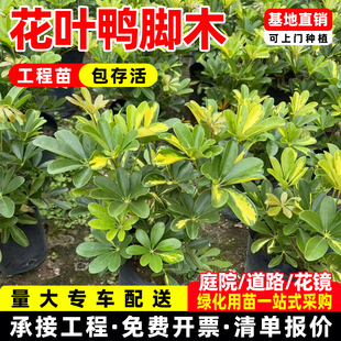 花叶鸭掌木大苗小老桩鸭脚木植物客厅室内四季常绿盆栽工程绿化苗