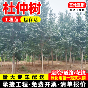 杜仲树苗庭院盆栽景观树工程绿化行道风景林杜仲种子乔木大树成都