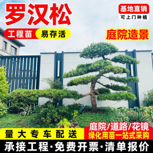 罗汉松绿树苗罗汉松大树庭院盆景树迎客松黑松造型树别墅大型日本
