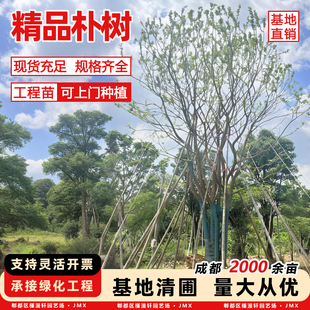 朴树树苗大树园林绿化工程苗木行道拆迁占地庭院朴树苗道路风景树