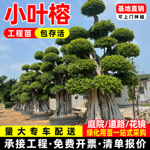 小叶榕树苗细叶榕盆栽庭院绿化风景树耐寒耐热名贵树苗可造型盆景