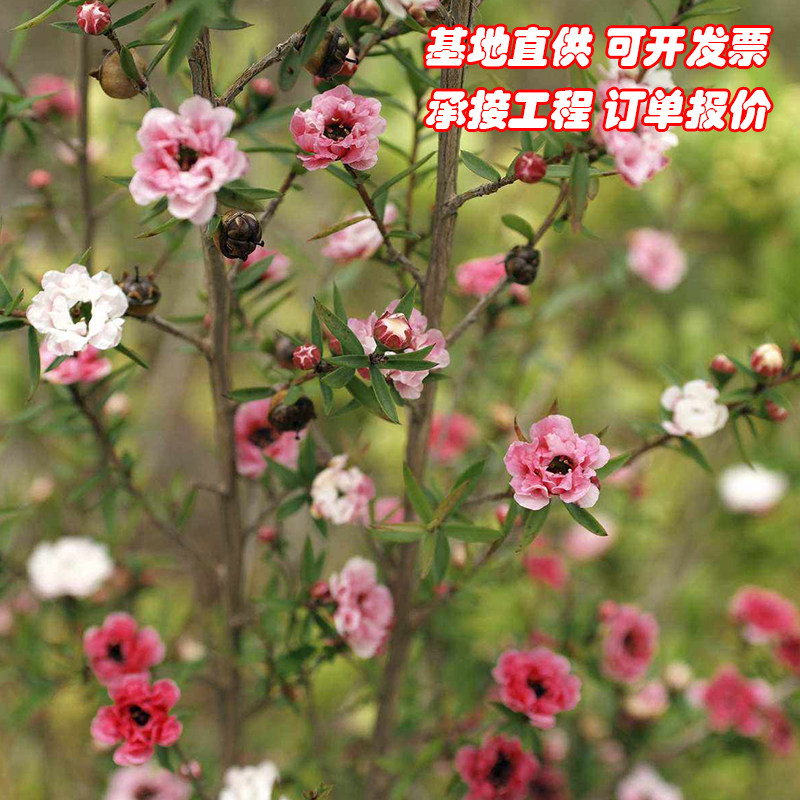松红梅带花苞三色梅澳洲雪花梅室内花卉盆栽一树多色阳台四季观花图片