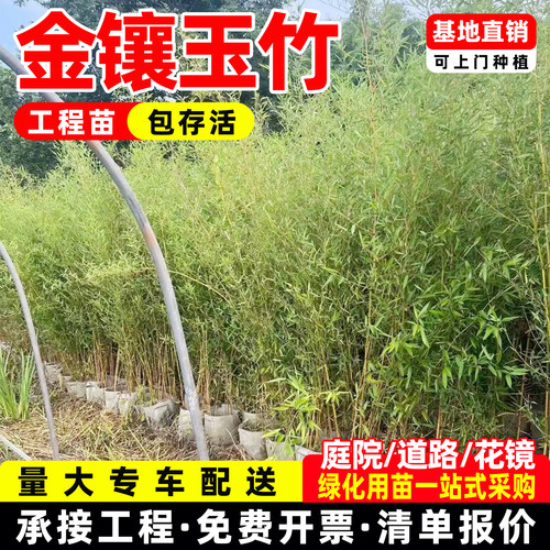 竹子苗庭院金镶玉竹黄金竹四季常青花园观赏植物竹子盆栽景观金竹