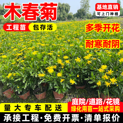 木春菊盆栽花卉绿化树苗黄金菊四季好养多年生老桩茼蒿庭院工程苗