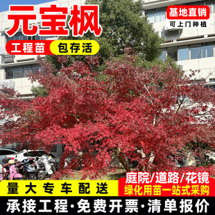 丛生元宝枫五角枫树苗三角枫树叶庭院小区行道树工程绿化公园景区