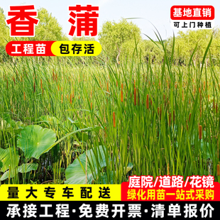 香蒲苗香蒲棒草苗木水浊苗水生植物河道湿地挺水植物绿化净化水质