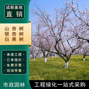 成都山杏树银杏树白果树景区道路园林绿化工程行道树市政公园