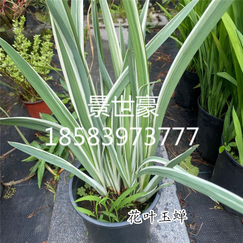 花镜植物 火星花 花叶玉蝉花盆栽花园多年生观叶植物耐热耐寒