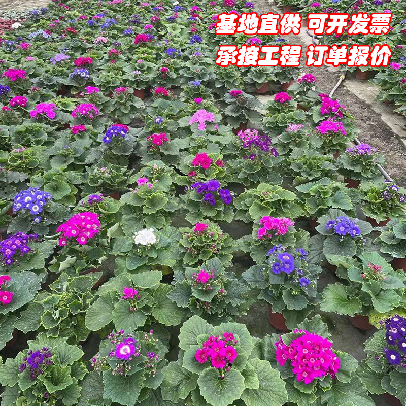 成都瓜叶菊盆栽花苗带花小苗耐寒易成活冬季草花工程花卉多色摆花