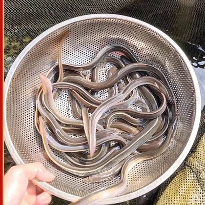 鳗鱼苗淡水养殖食用小鳗鱼苗河鳗溪鳗花鳗鲈鳗白鳝鱼苗鳗鲡鱼大型
