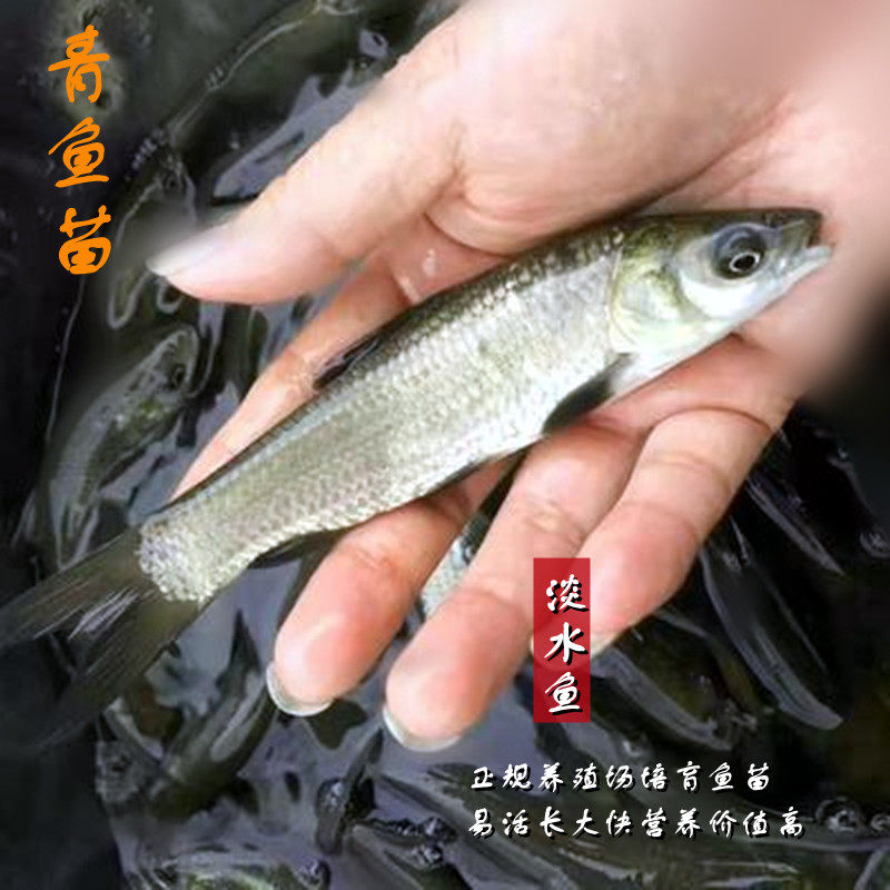 青鱼苗螺蛳青鱼苗黑鲩鱼苗优质青鱼鱼苗螺丝青鱼苗易活长大快包邮
